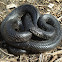 Black kingsnake