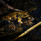 Common Toad