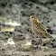Pacific Golden Plover