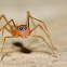 Ant Mimic Jumping Spider