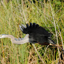 Great Blue Heron