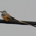 Scissor-tailed Flycatcher