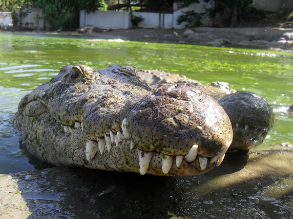 Nile Crocodile | Project Noah