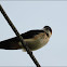 Red-rumped Swallow