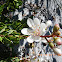 Tar Flower