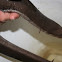 3-Toed Amphiuma