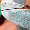 Unknown damselfly