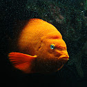 Garibaldi Damselfish