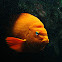 Garibaldi Damselfish