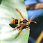 Large Mud-nesting Wasp