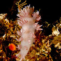 Dall's Dendronotid