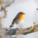 European Robin