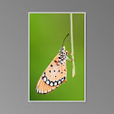 Plain Tiger