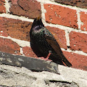 European Starling