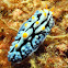 Phyllidia marindica