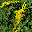 Bumblebee