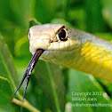 Eastern Yellow-Bellied Racer