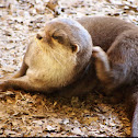 African clawless otter