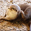 African clawless otter