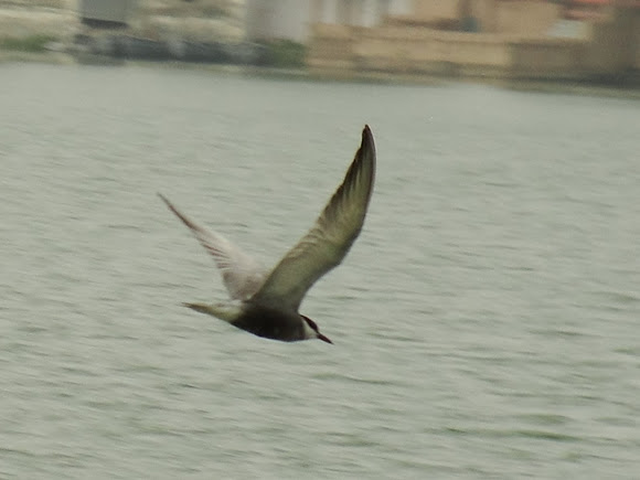 Spotting Image 1