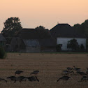 Greylag Goose (Grauwe gans)