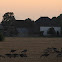 Greylag Goose (Grauwe gans)