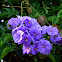 Solanaceae