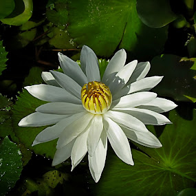 the fan by Mirela Korolija - Nature Up Close Flowers