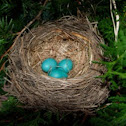 Robin eggs.