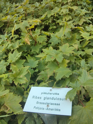 Ribes Glandulosum