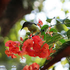 Purple-rumped Sunbird (Female)