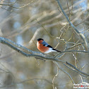 Eurasian Bullfinch