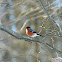 Eurasian Bullfinch