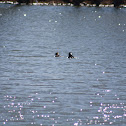 Hooded Merganser