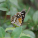 Texan Crescent