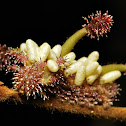 White Commodore Butterfly Caterpillar with Parasitic Wasp Cocoons
