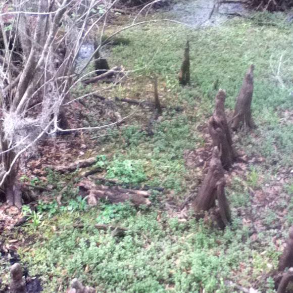 Spotting Image 1