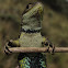Lagarto Collarejo