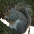 Invasive Species of the UK