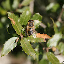 Drone fly