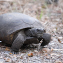 Gopher tortoise