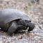 Gopher tortoise