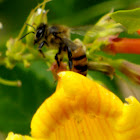 Western honey bee