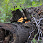 uncertain mushroom