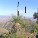 Xanthorrhoea quadrangulata