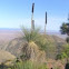 Xanthorrhoea quadrangulata
