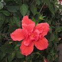 hibiscus