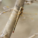 Wandering Glider