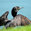 Neotropic Cormorant