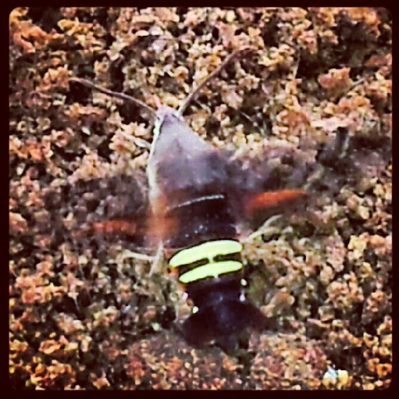 Spotting Image 1